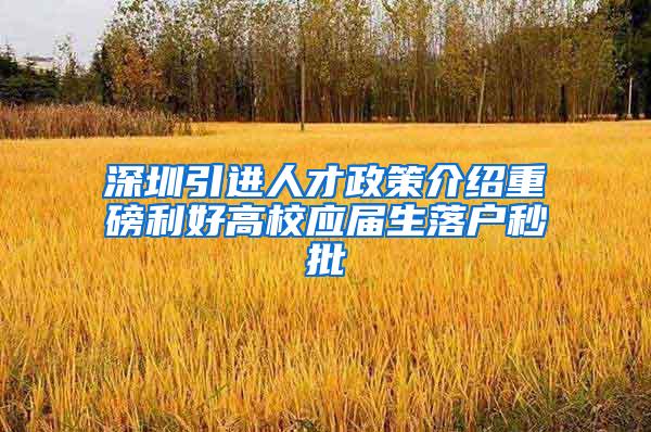 深圳引进人才政策介绍重磅利好高校应届生落户秒批