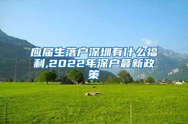 应届生落户深圳有什么福利,2022年深户蕞新政策