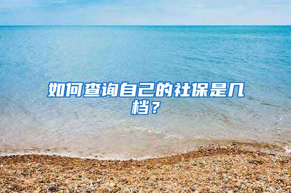 如何查询自己的社保是几档？